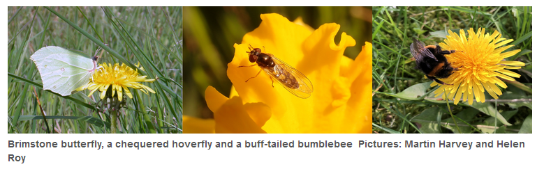 Brimstone butterfly, a chequered hoverfly and a buff-tailed bumblebee  Pictures by Martin Harvey and Helen Roy